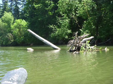 Example of snags, logs and downed trees in the Tualatin River – river level can change, exposing more hazards